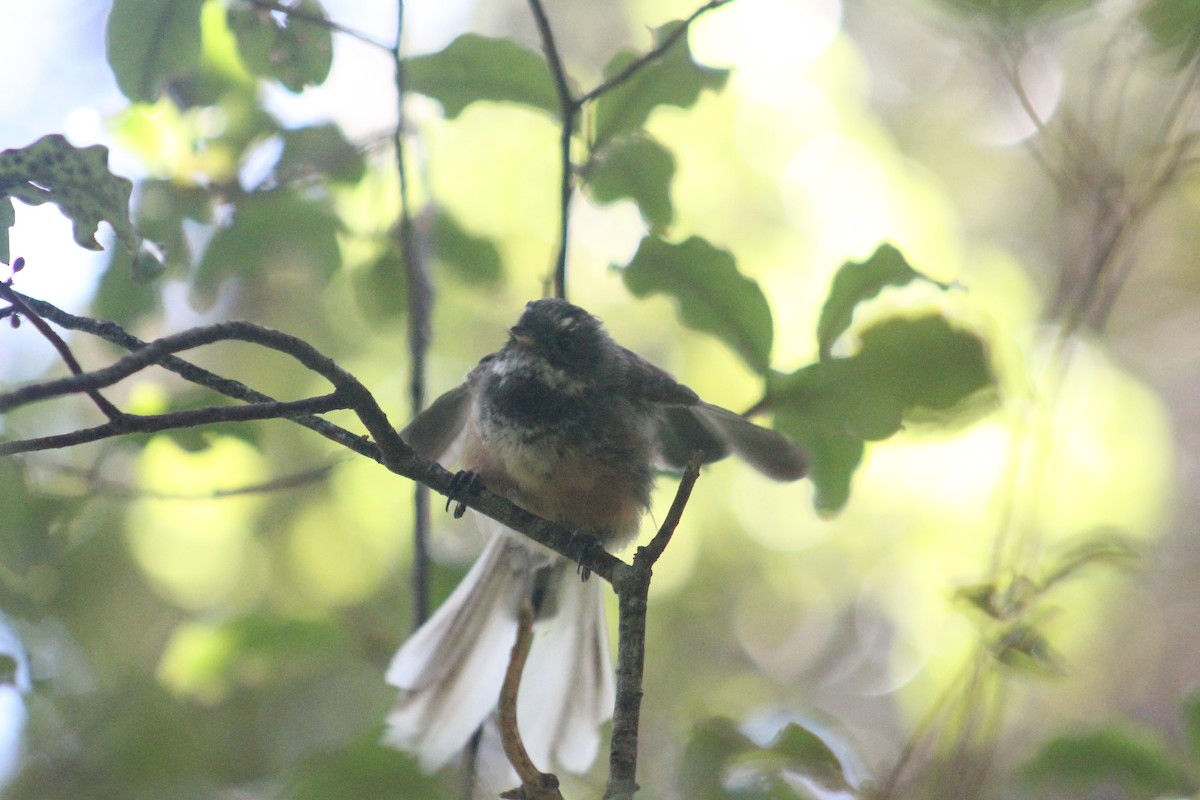 New Zealand Fantail - ML640899149