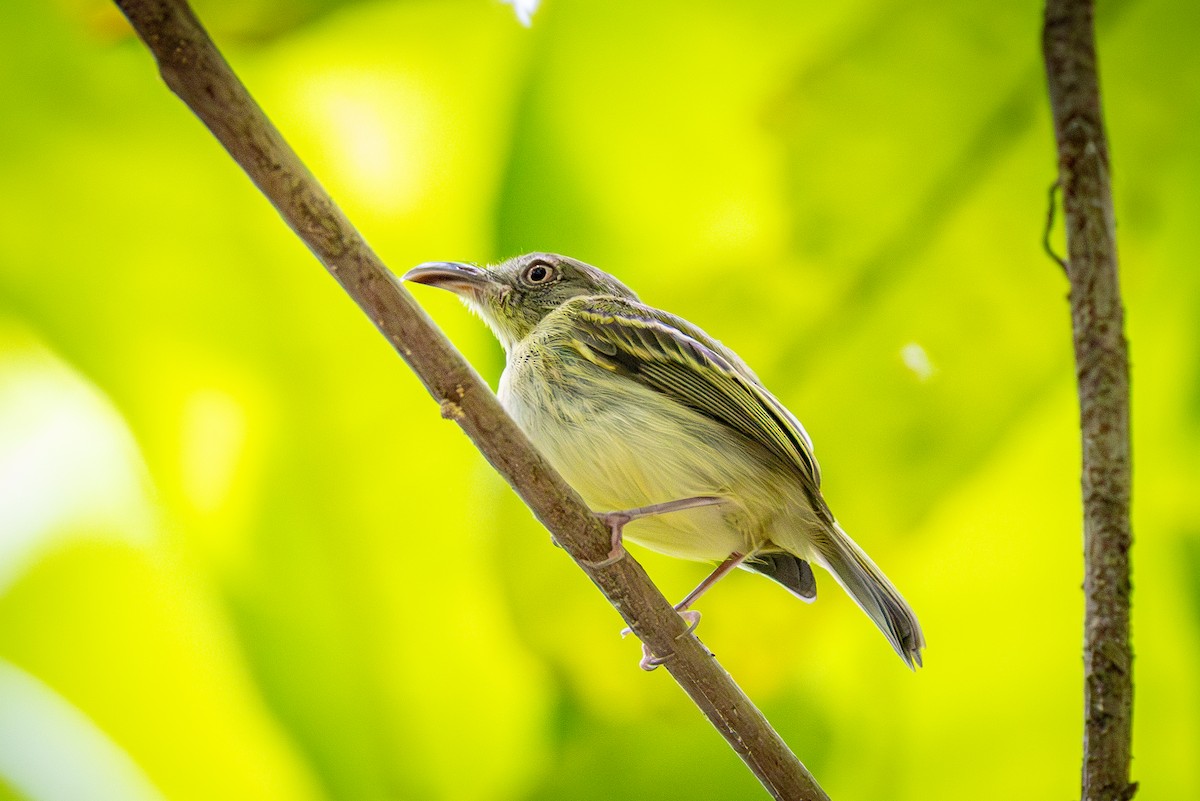 Southern Bentbill - ML640899162