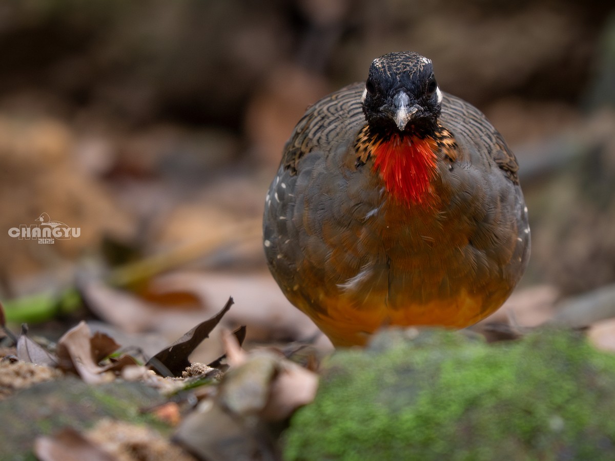 Hainan Partridge - ML640899238