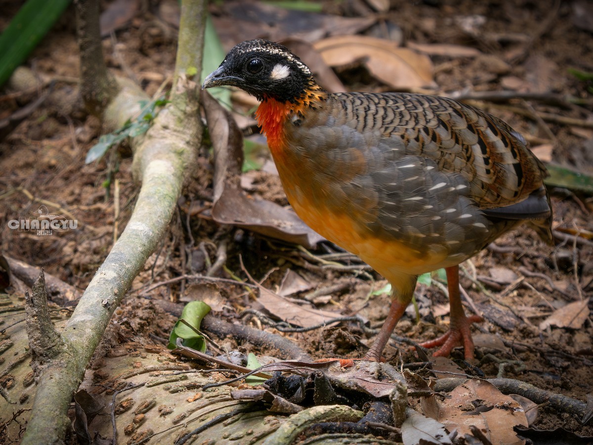 Hainan Partridge - ML640899239