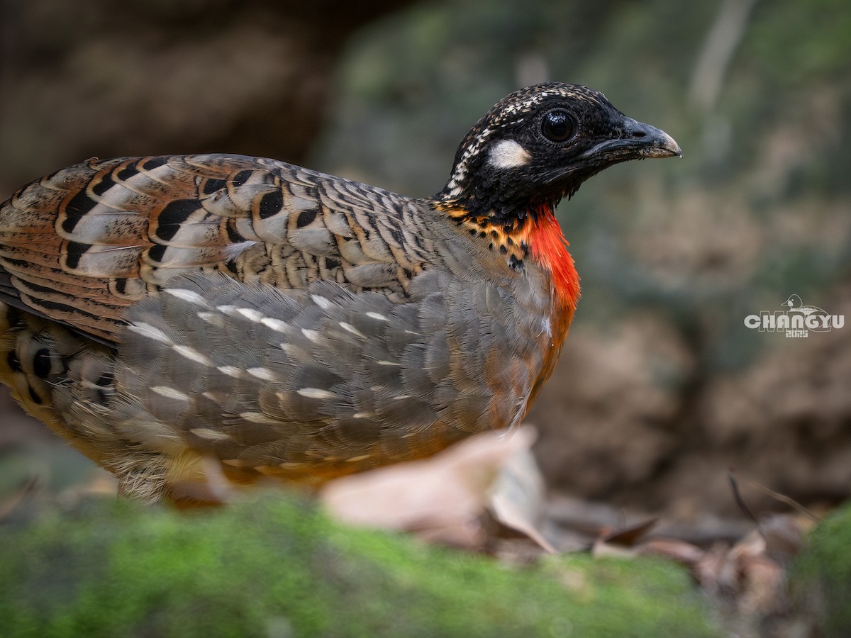 Hainan Partridge - ML640899240