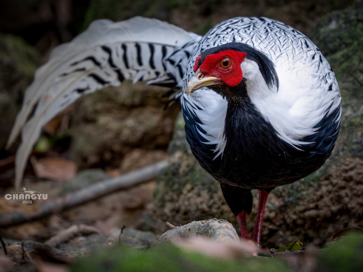 Silver Pheasant - ML640899252