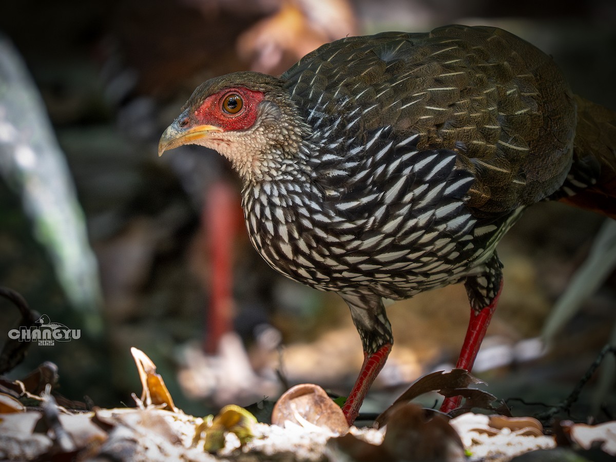 Silver Pheasant - ML640899253