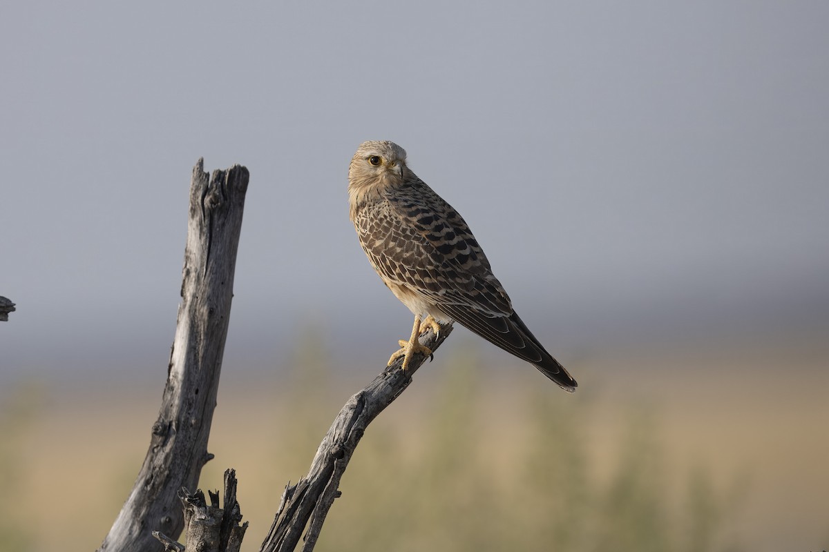 Greater Kestrel - ML640899254