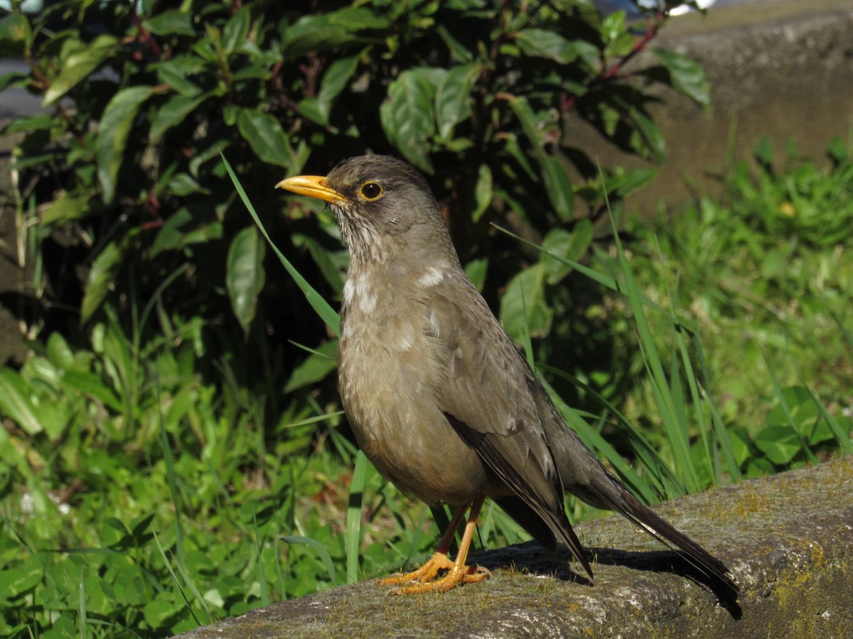 Austral Thrush - ML640899261