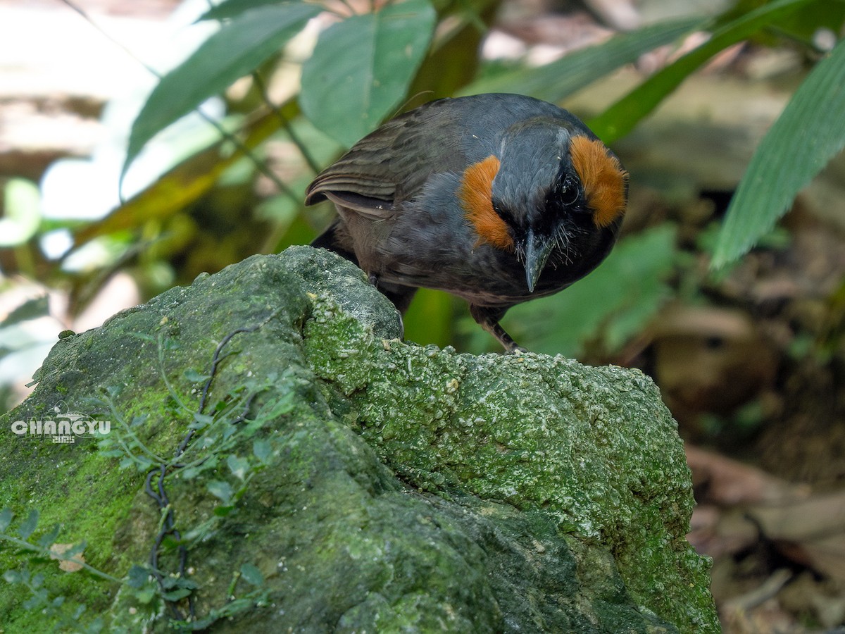 Rufous-cheeked Laughingthrush - ML640899266