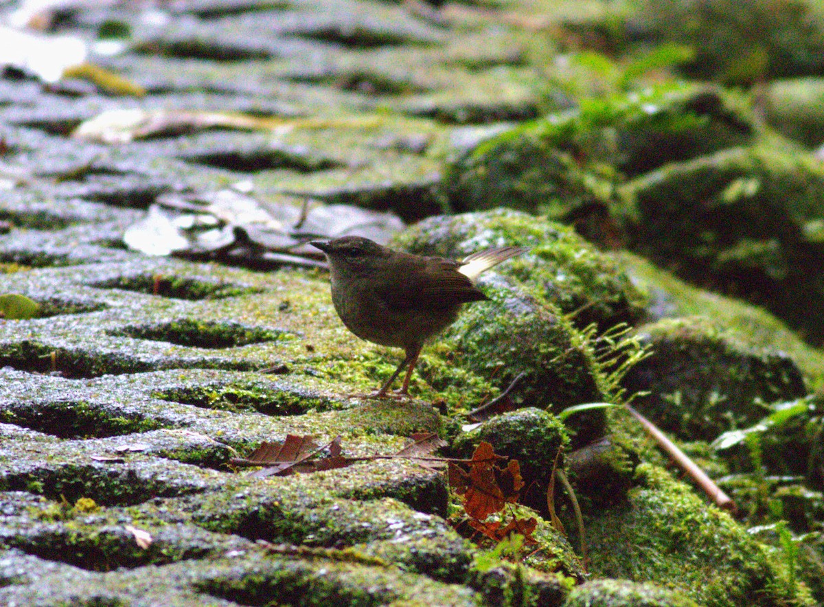 Buff-rumped Warbler - ML640899269