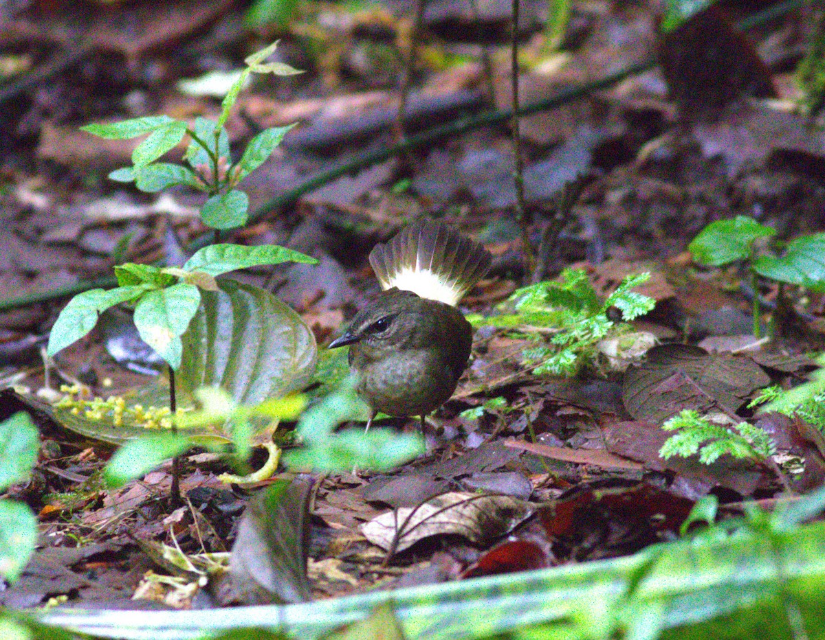 Buff-rumped Warbler - ML640899270