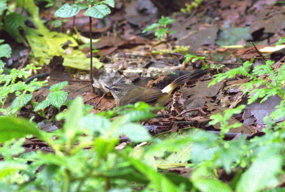Buff-rumped Warbler - ML640899271
