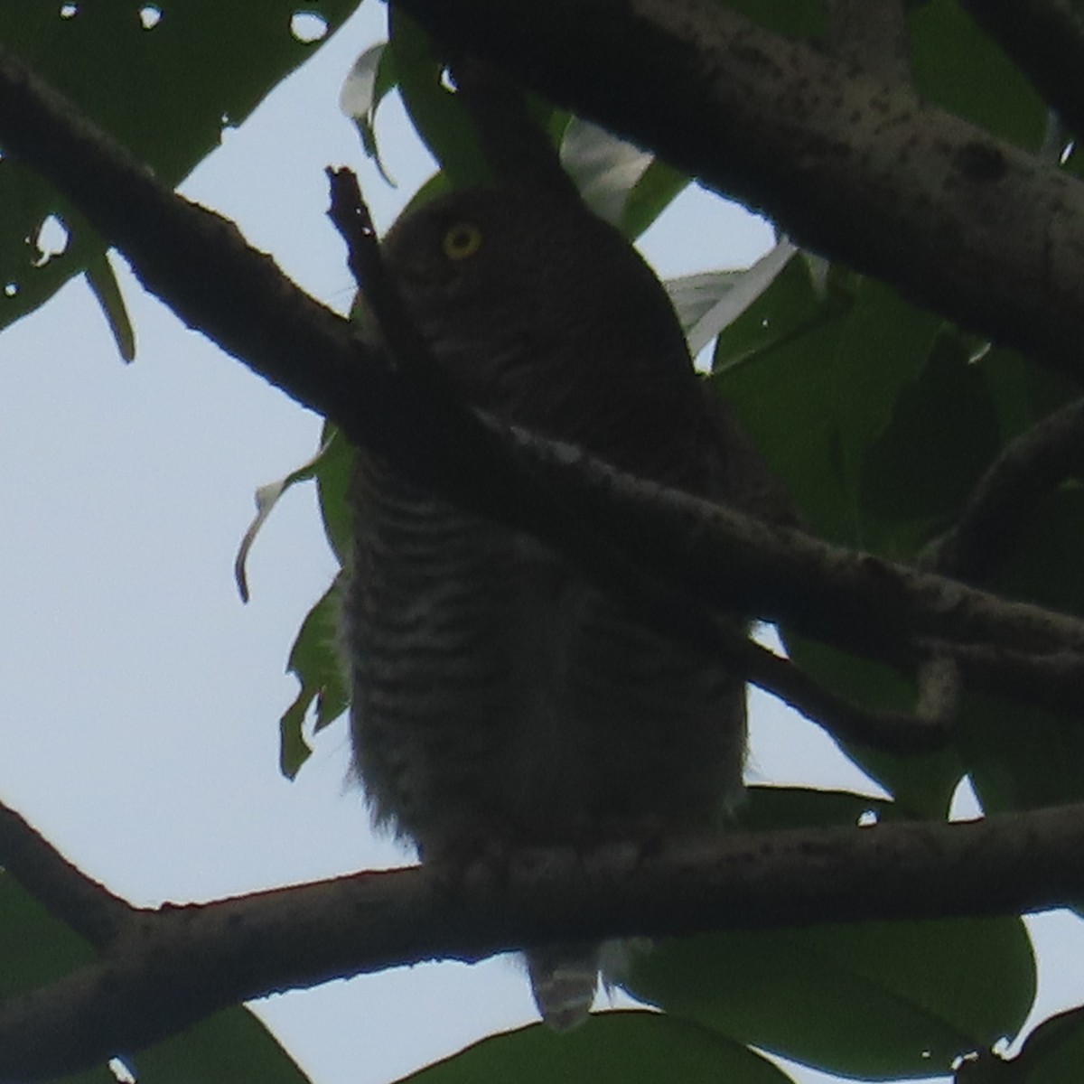 Jungle Owlet - ML640899275