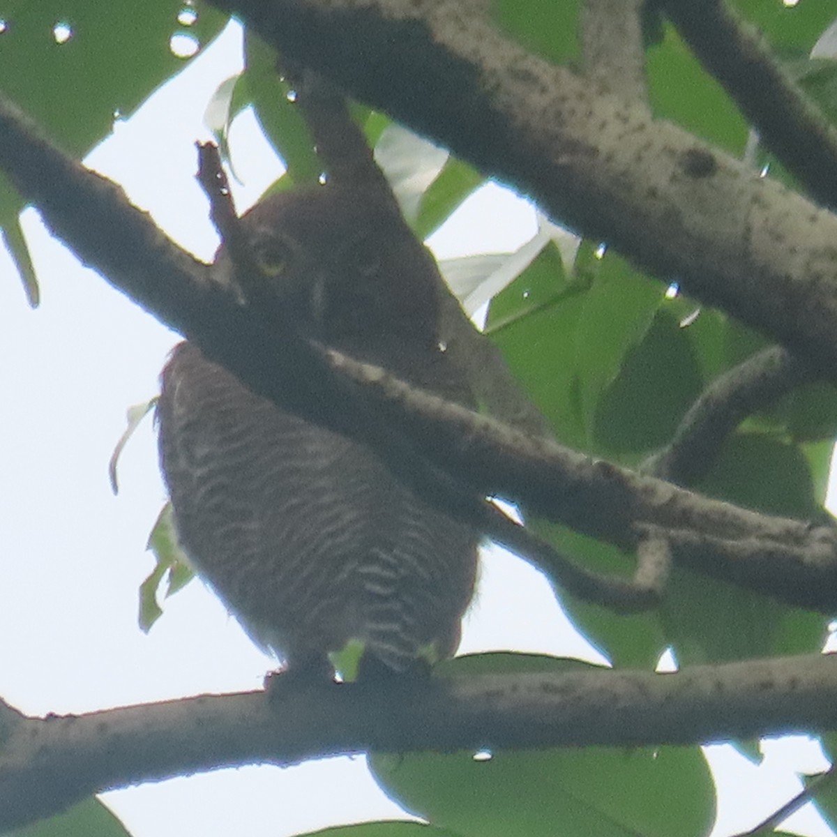 Jungle Owlet - ML640899276