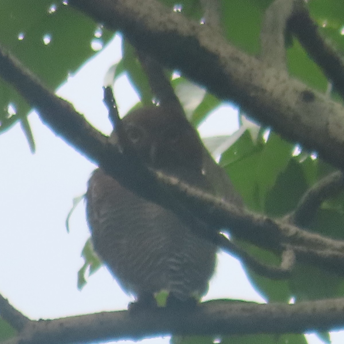 Jungle Owlet - ML640899277
