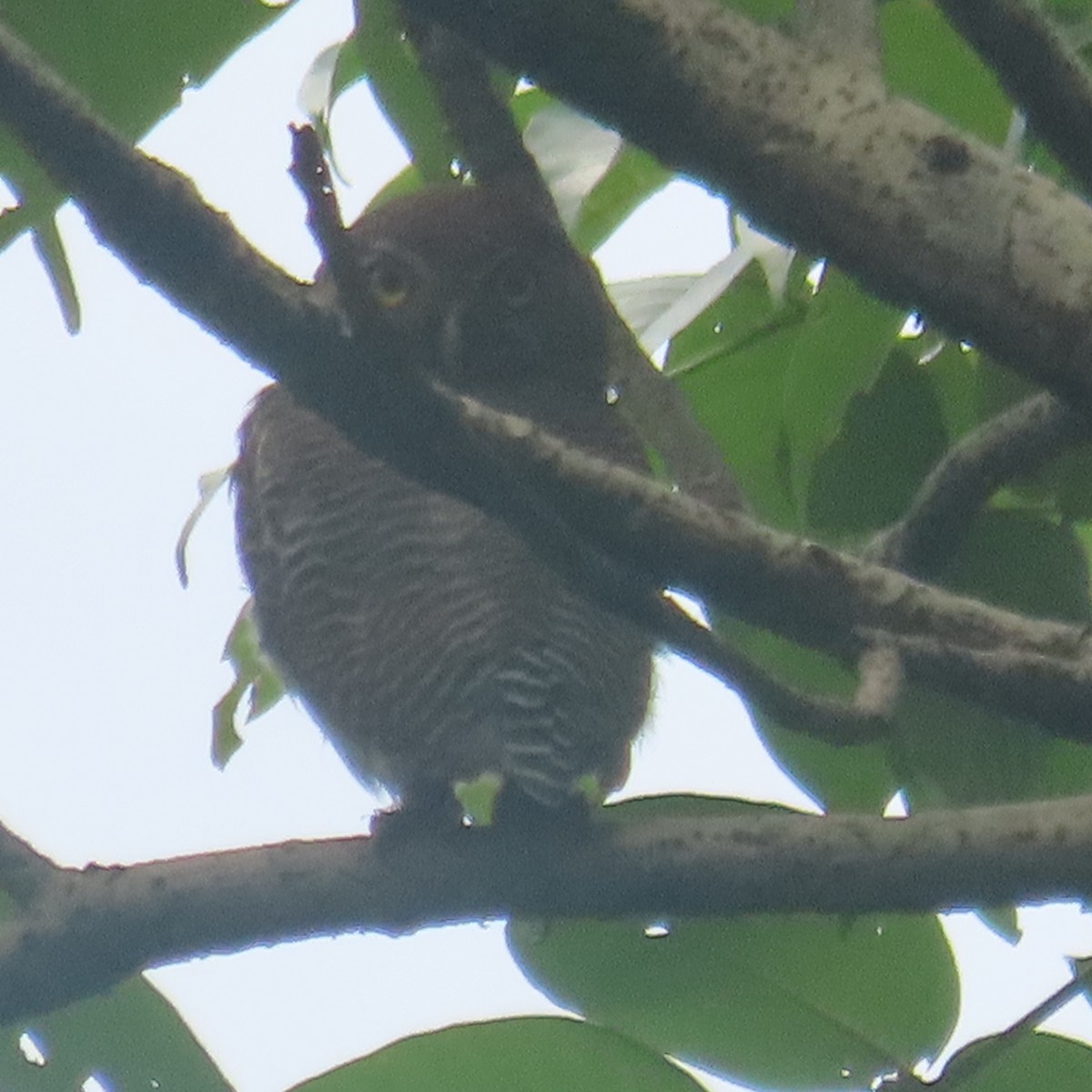 Jungle Owlet - ML640899278
