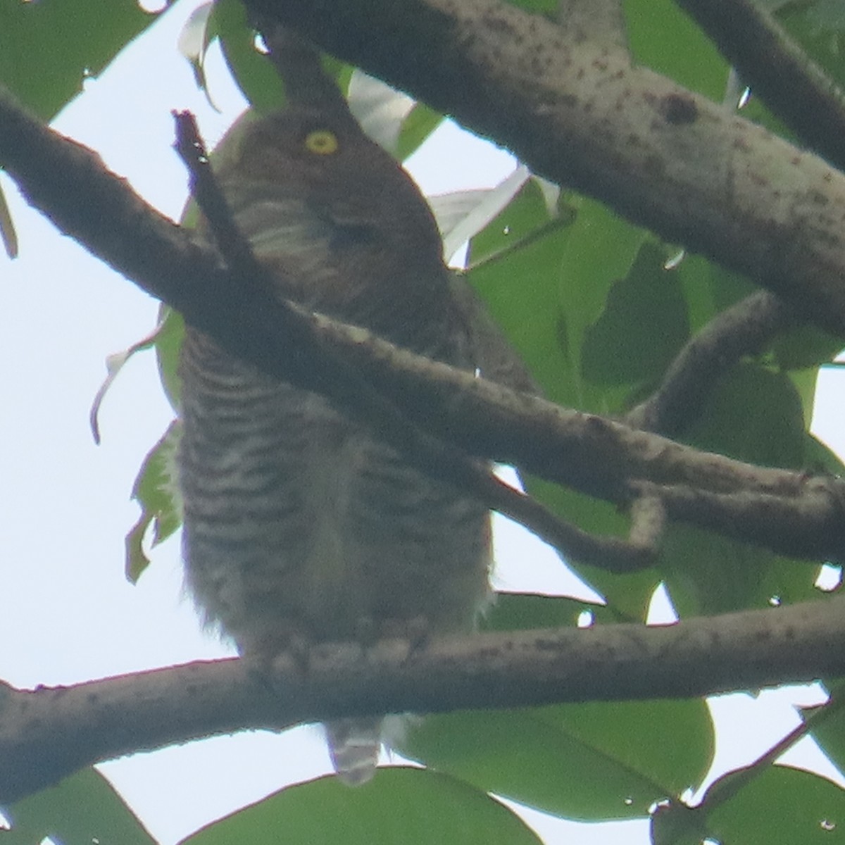Jungle Owlet - ML640899279