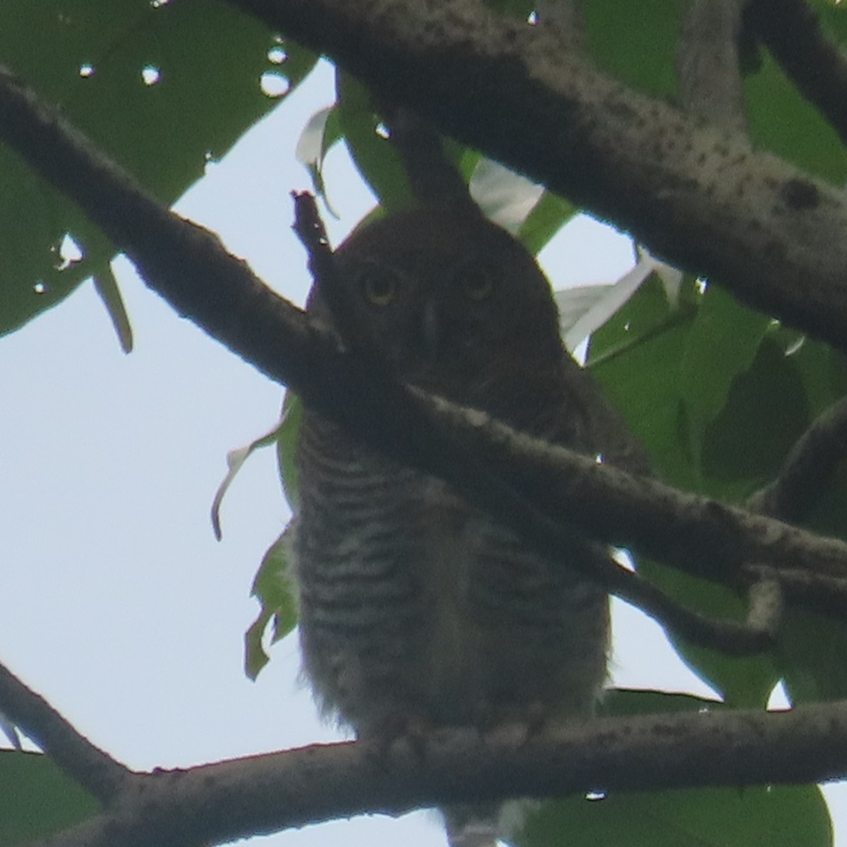 Jungle Owlet - ML640899280