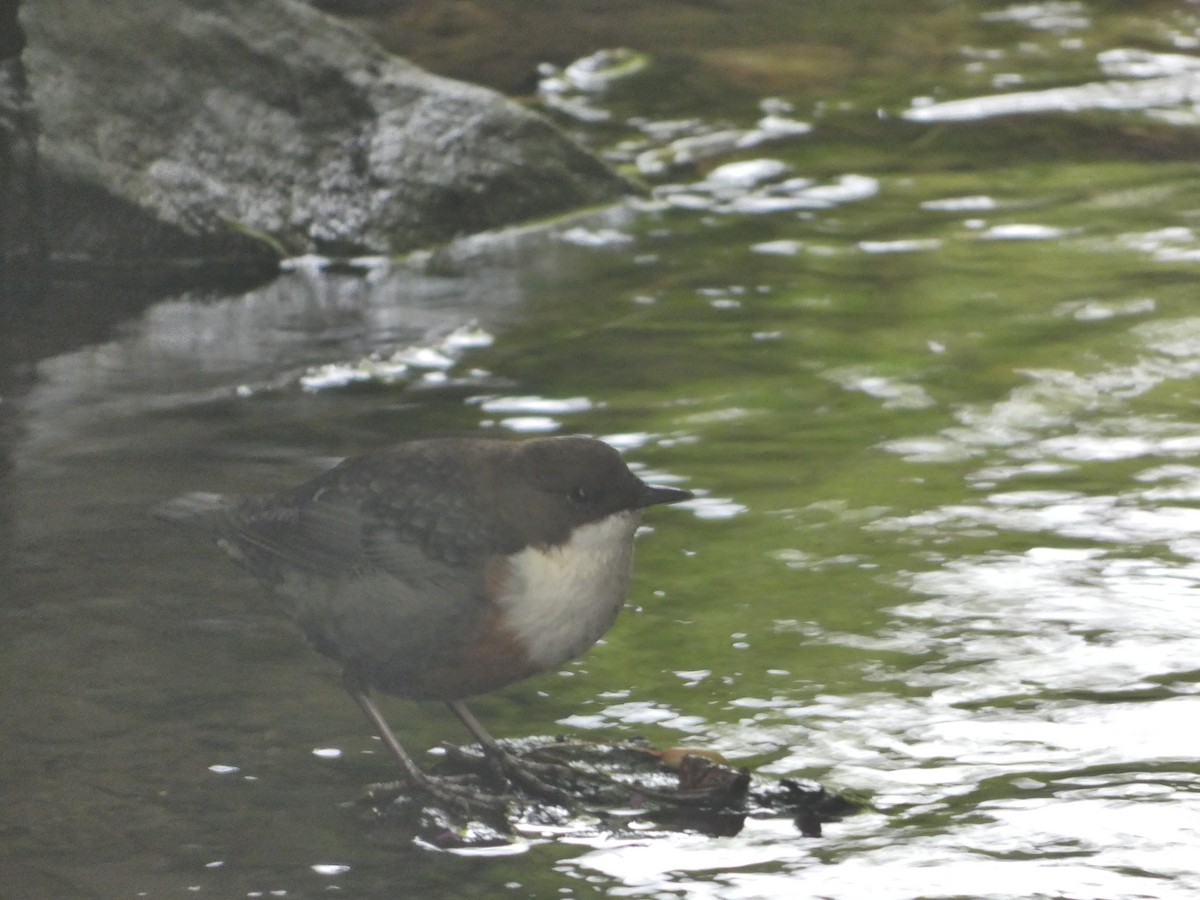 White-throated Dipper - ML640899287