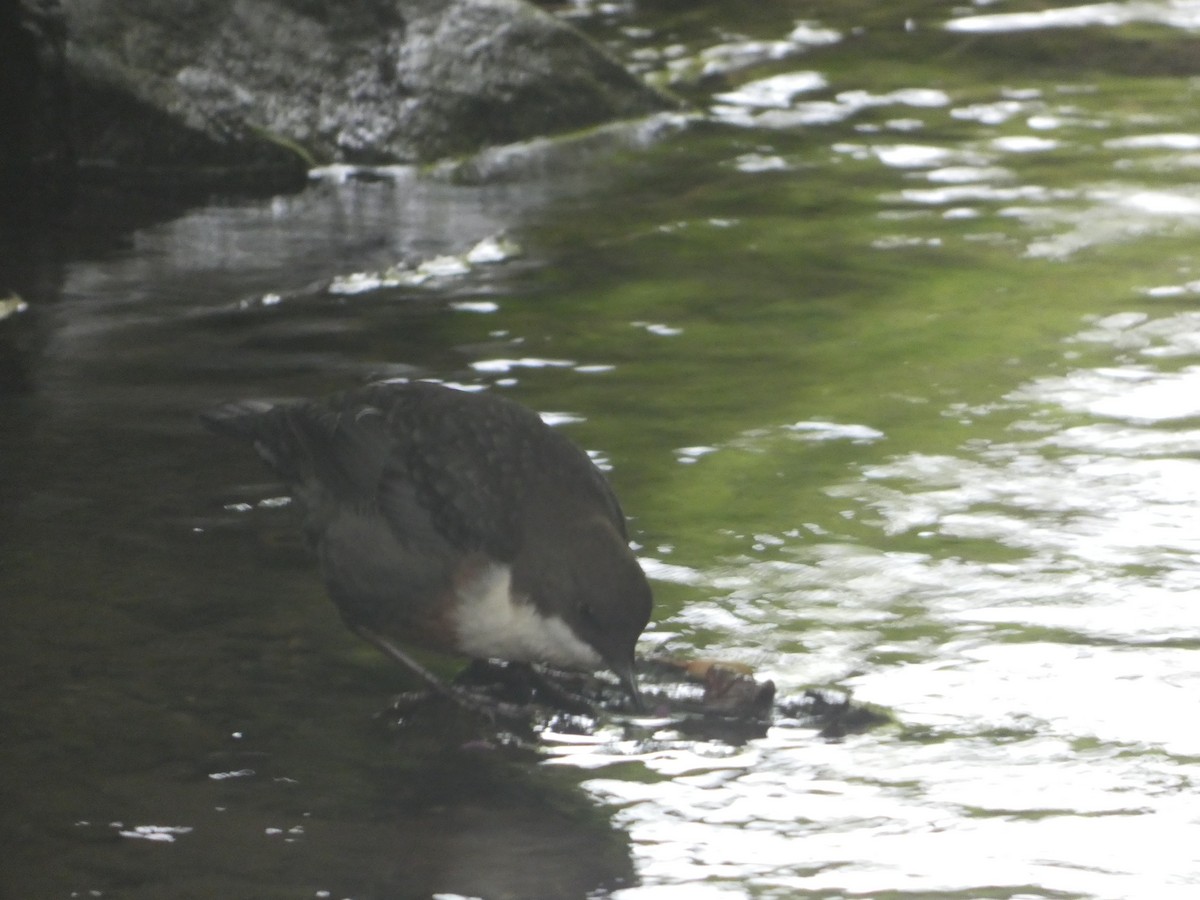 White-throated Dipper - ML640899288