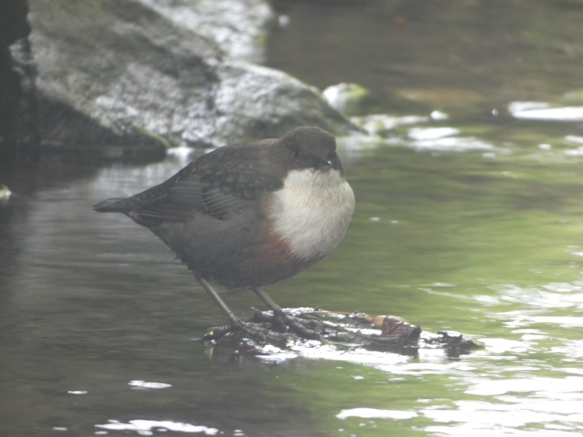 White-throated Dipper - ML640899289