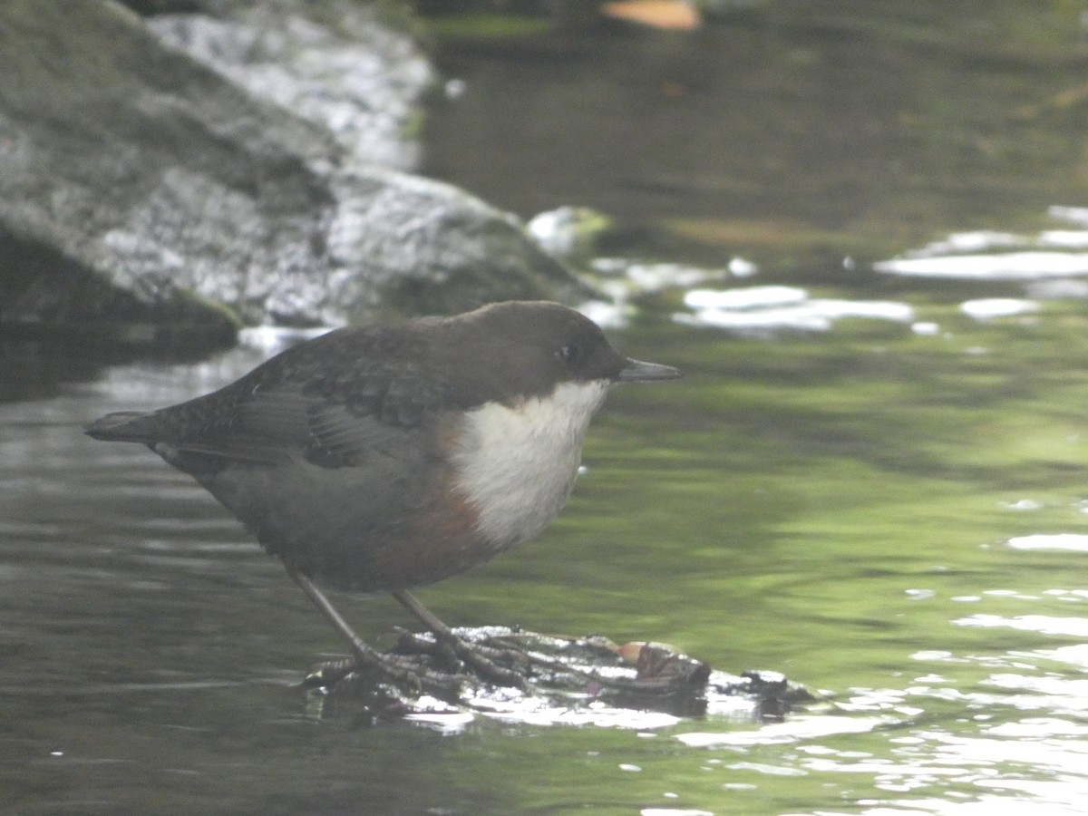 White-throated Dipper - ML640899290