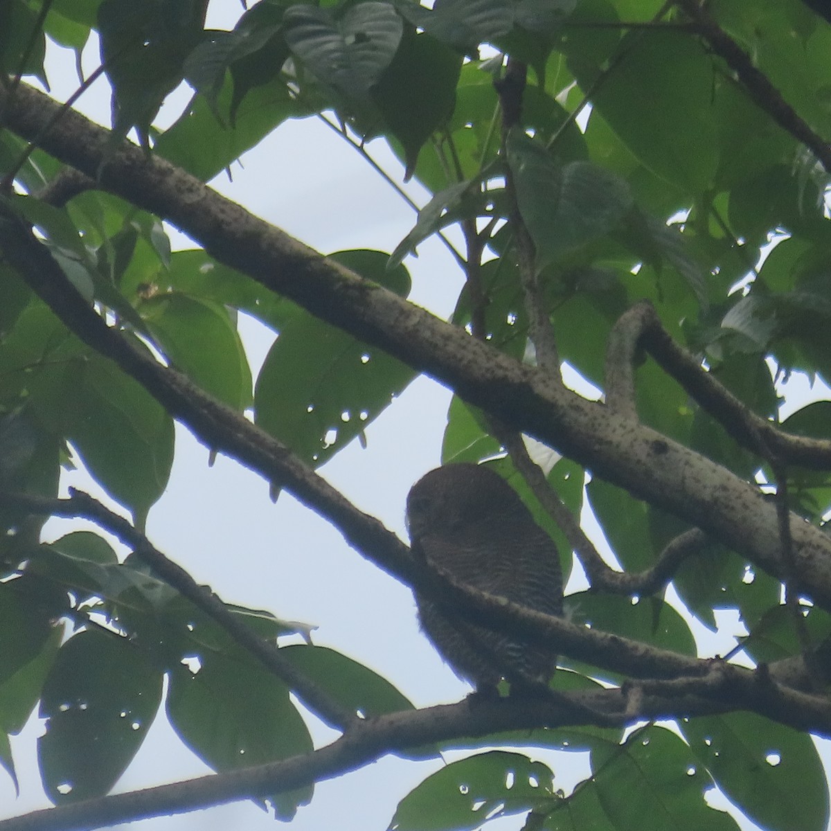 Jungle Owlet - ML640899295