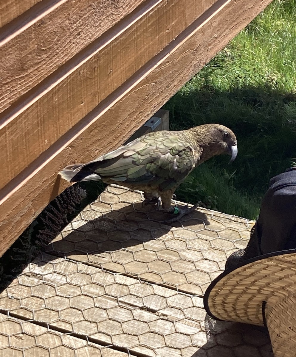 Kea - ML640899302