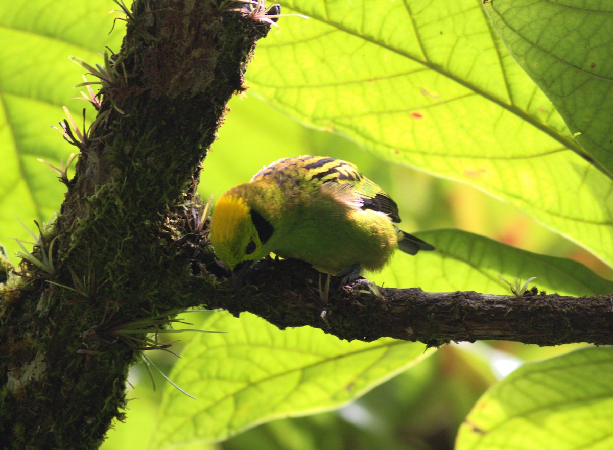 Emerald Tanager - ML640899306