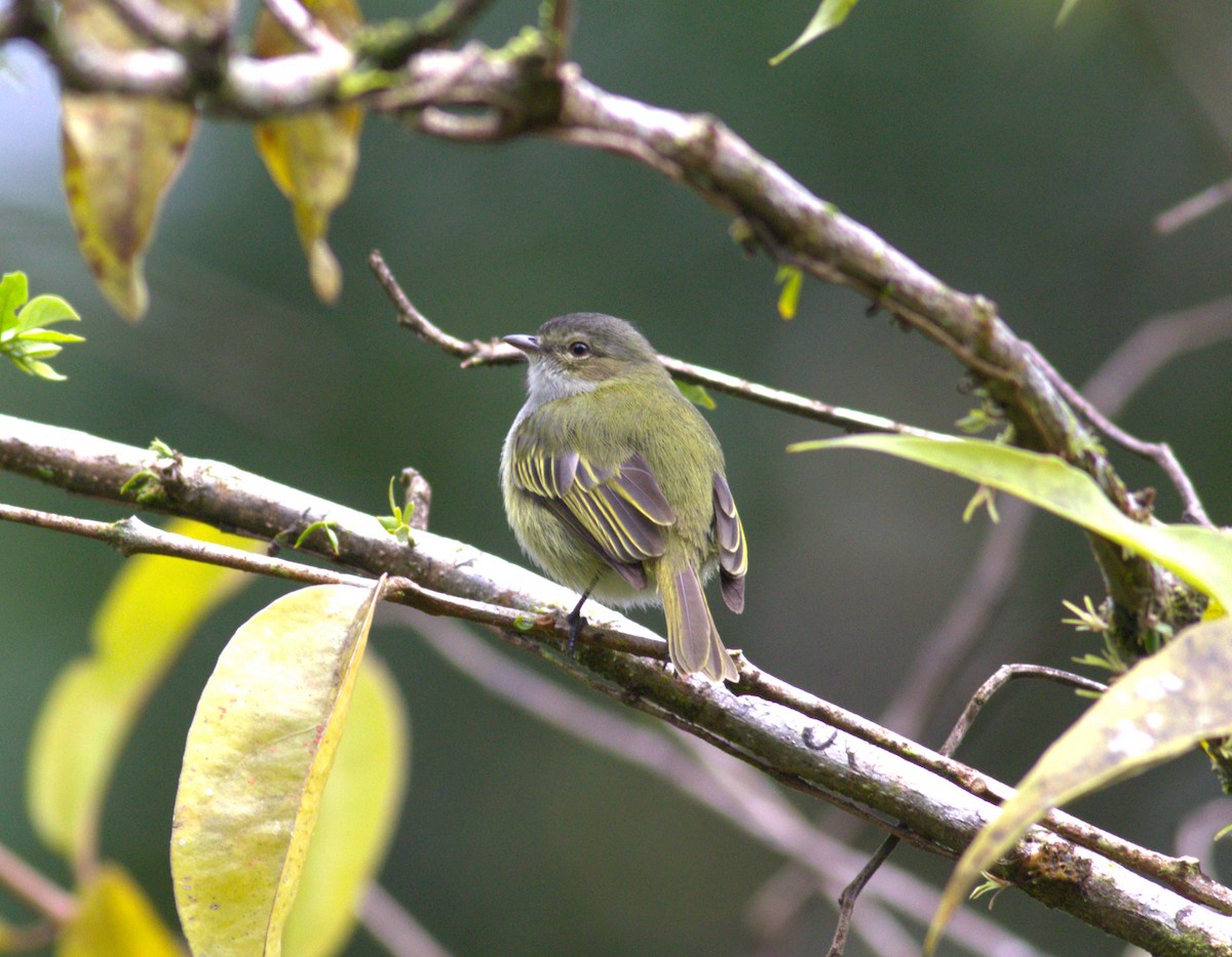 Mistletoe Tyrannulet - ML640899311