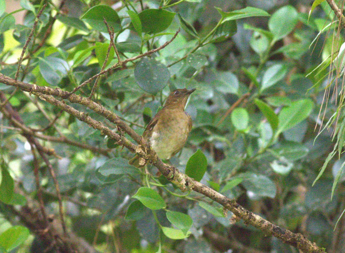 Pale-vented Thrush - ML640899322