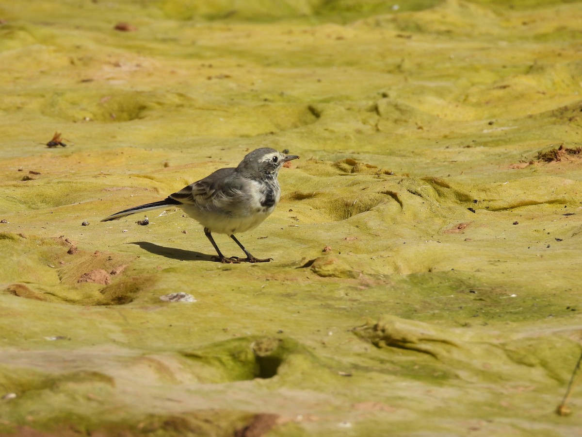 White Wagtail (Masked) - ML640899324