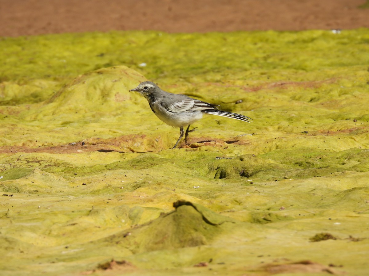 White Wagtail (Masked) - ML640899325