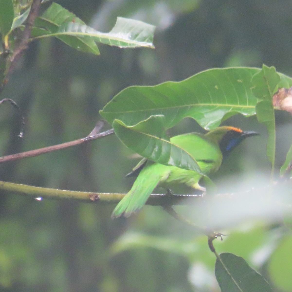 Golden-fronted Leafbird - ML640899332