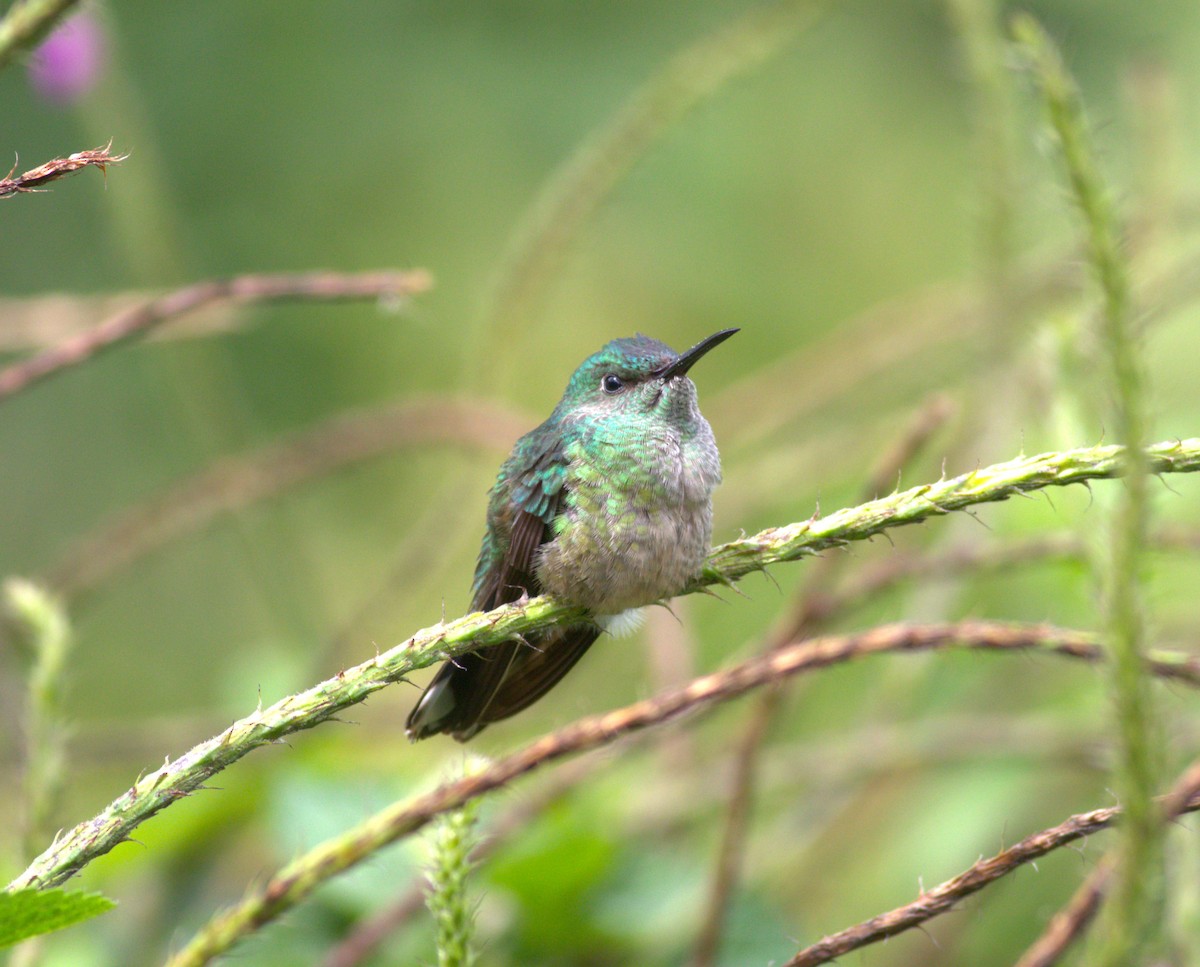 Scaly-breasted Hummingbird - ML640899339