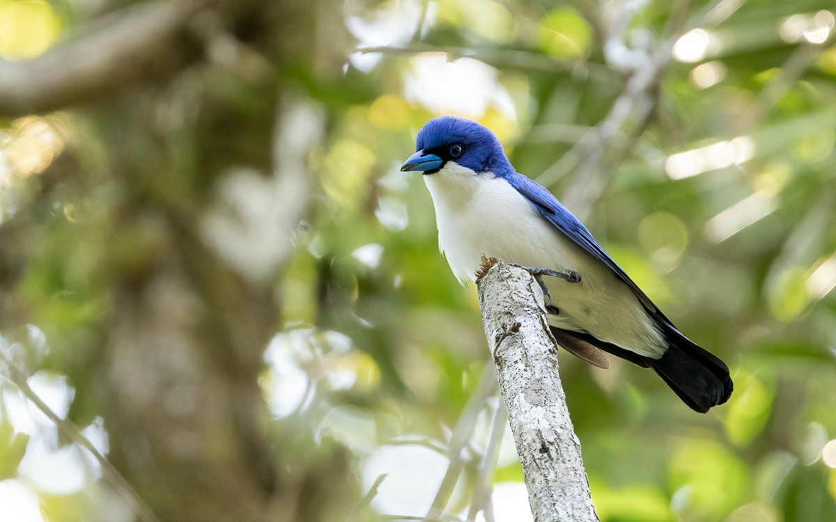Madagascar Blue Vanga - ML640899436