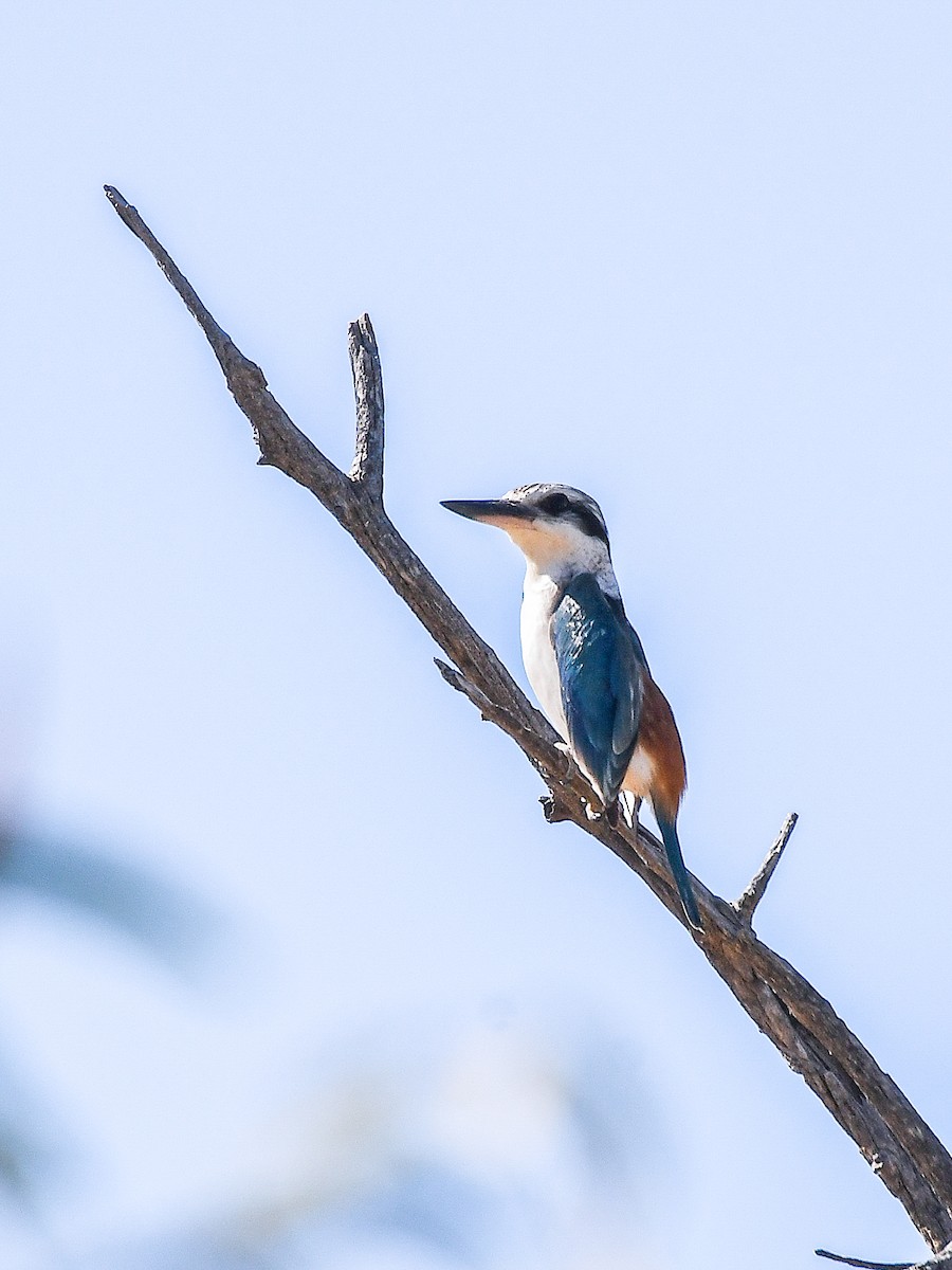 Red-backed Kingfisher - ML640899441