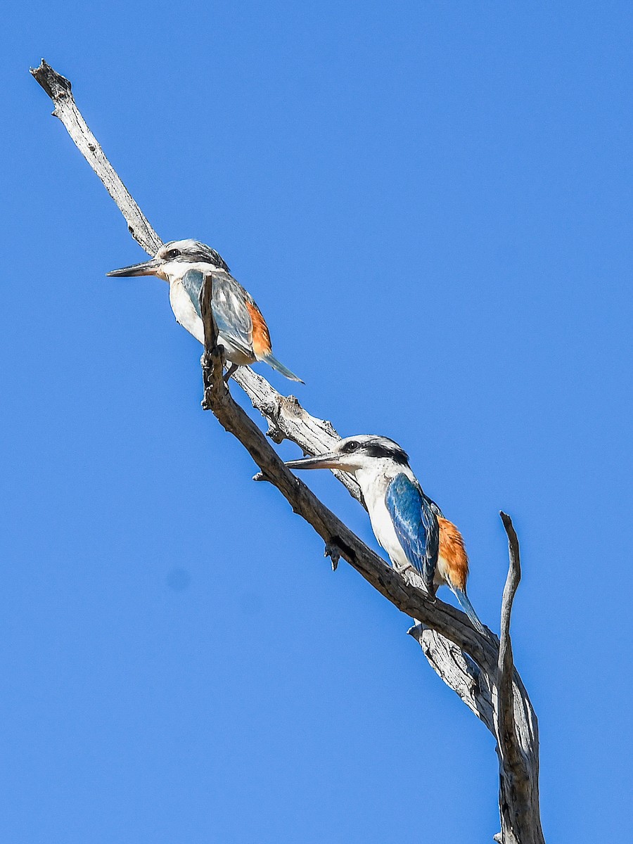 Red-backed Kingfisher - ML640899444