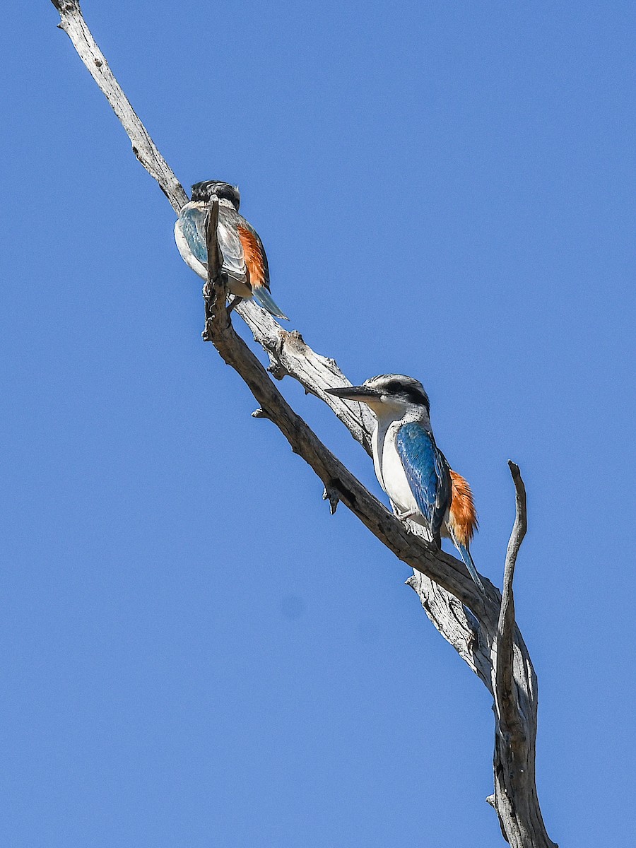 Red-backed Kingfisher - ML640899445