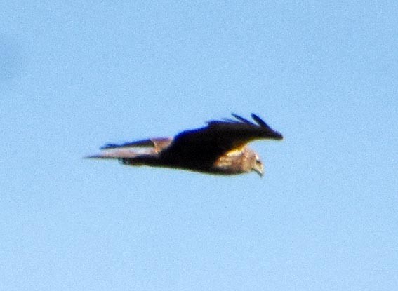 Pied Harrier - ML640899455