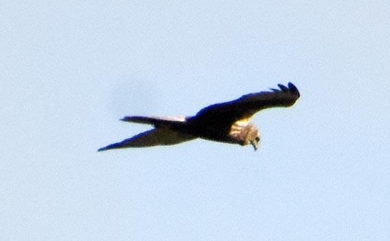 Pied Harrier - ML640899459