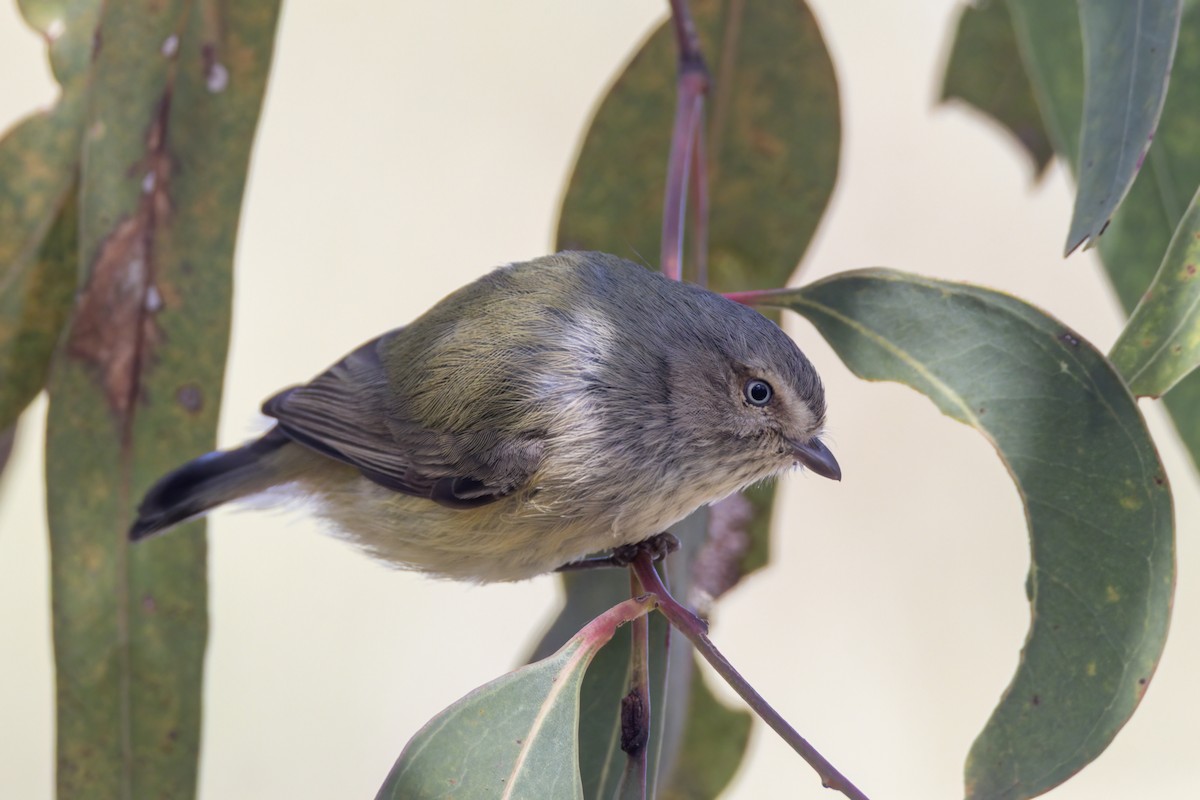 Weebill - ML640899463