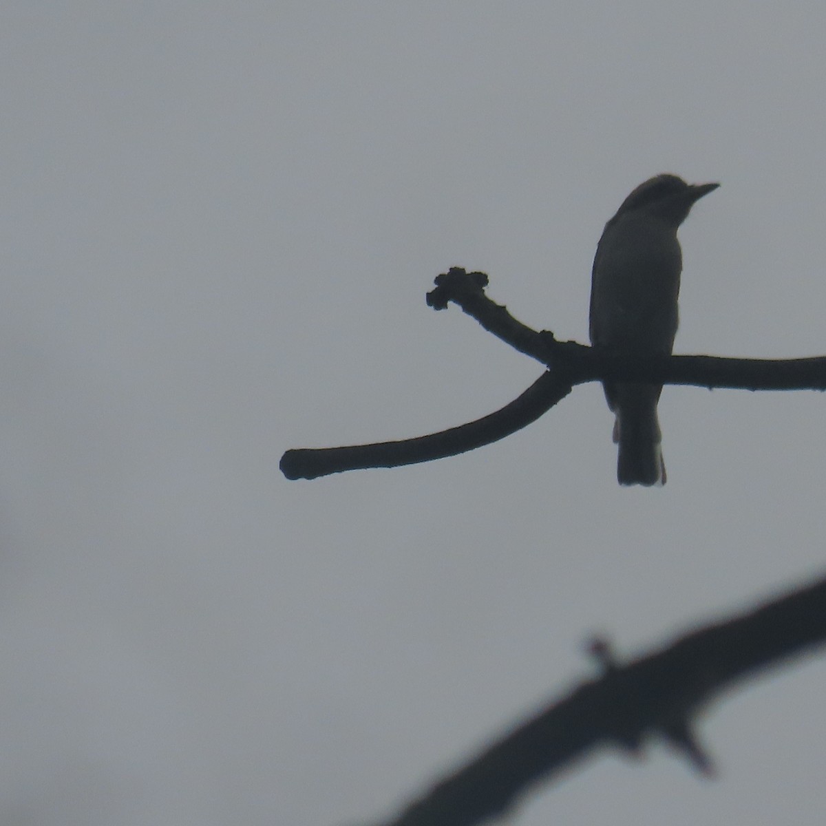 Common Woodshrike - ML640899491
