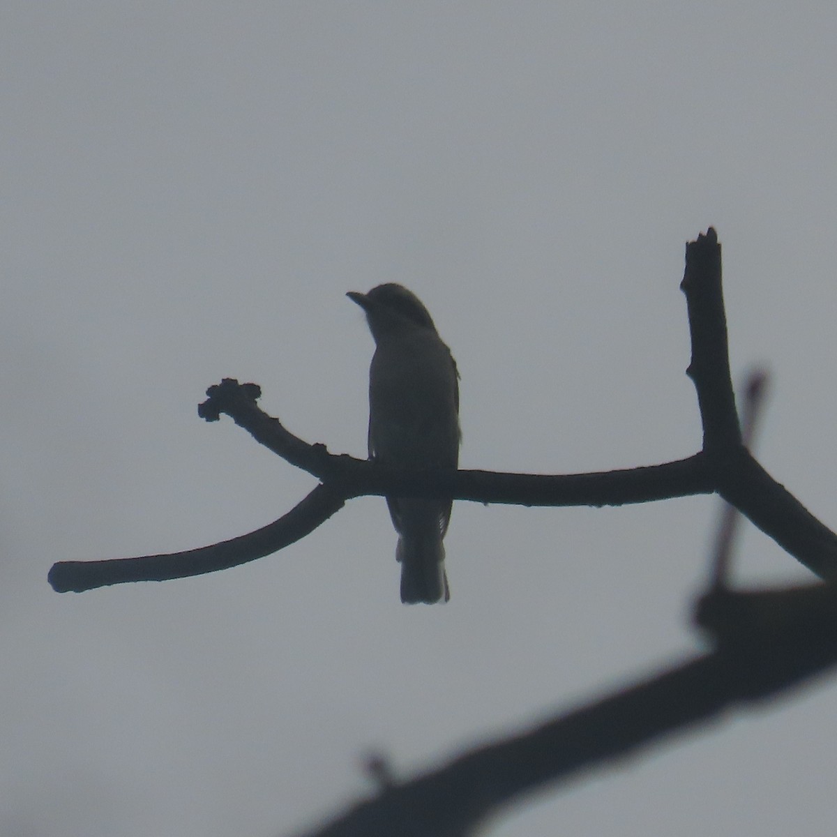 Common Woodshrike - ML640899492
