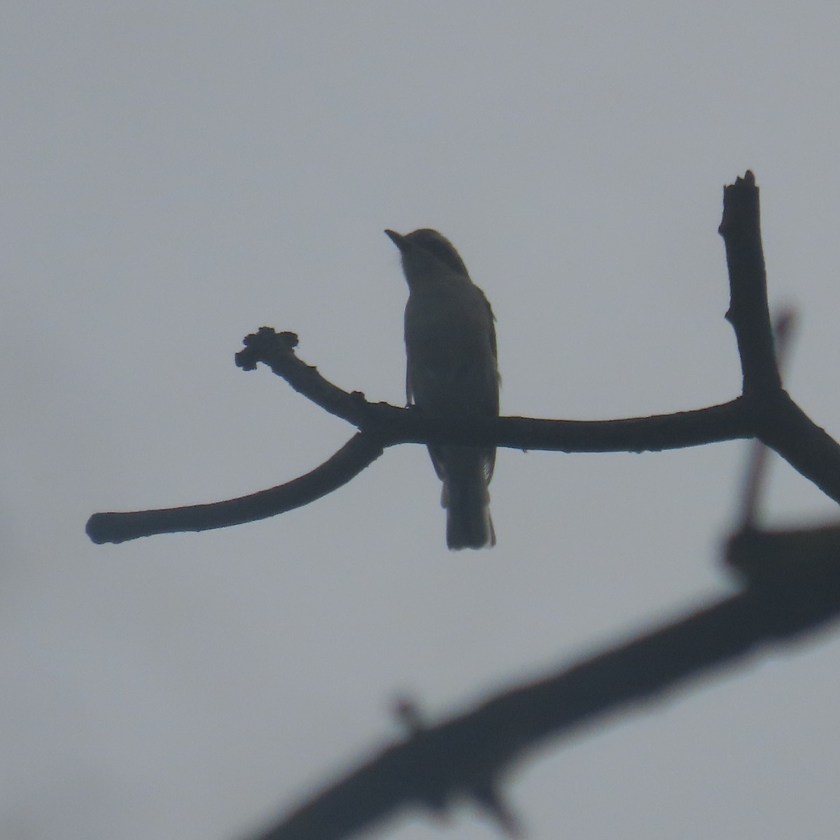 Common Woodshrike - ML640899493