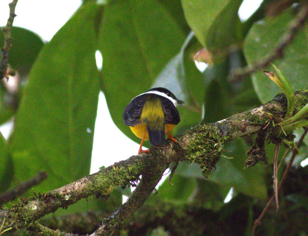White-collared Manakin - ML640899536