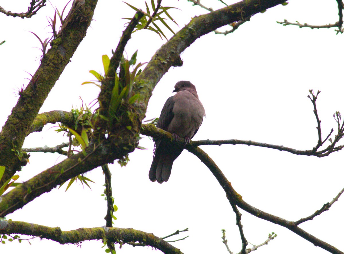 Short-billed Pigeon - ML640899537