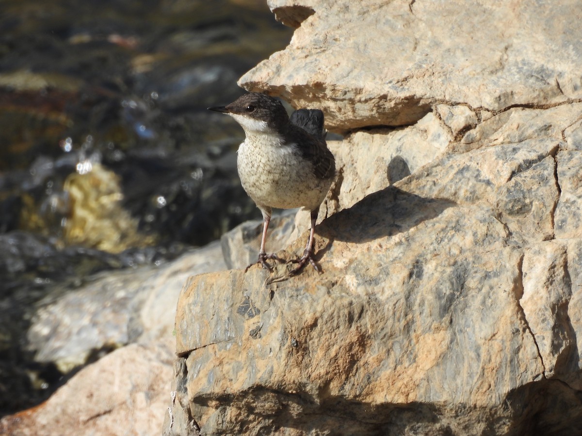 White-throated Dipper - ML640899538