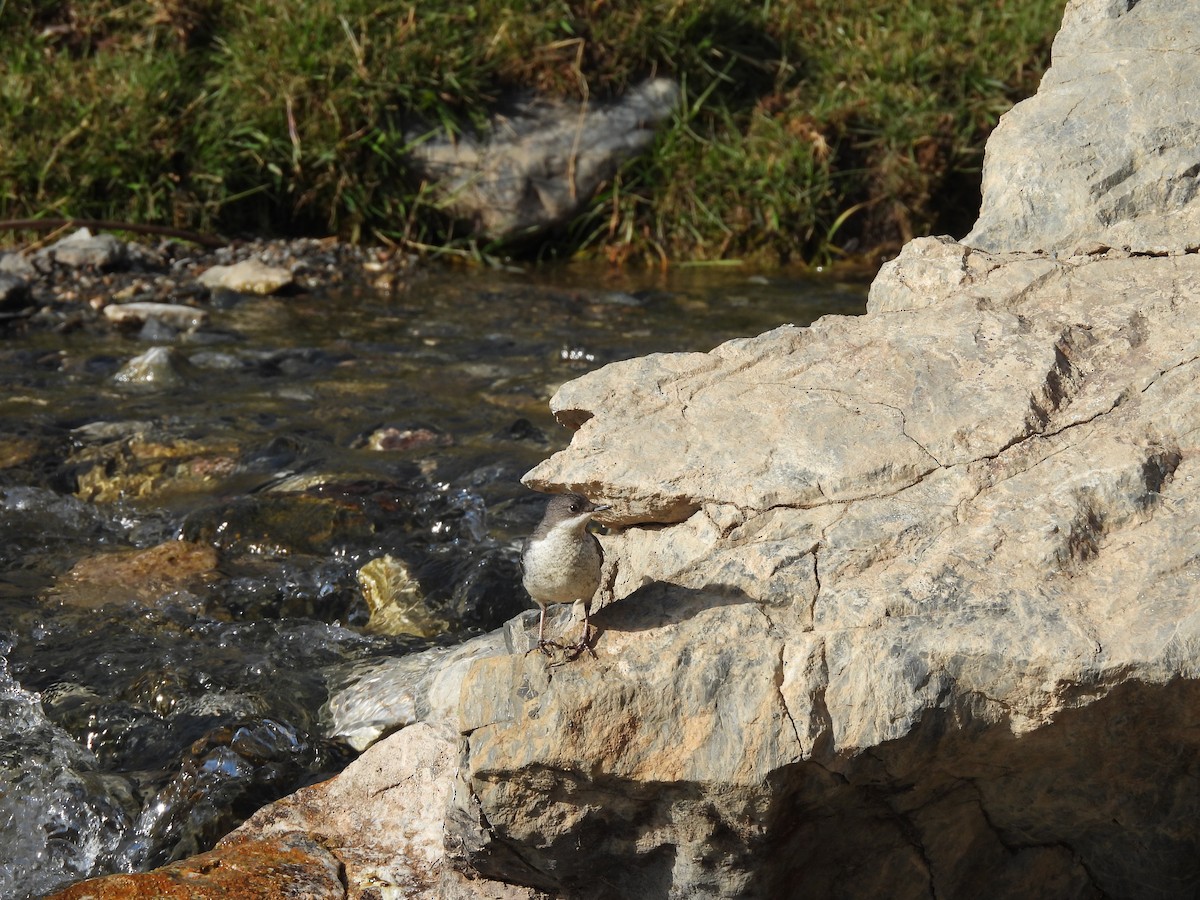 White-throated Dipper - ML640899539