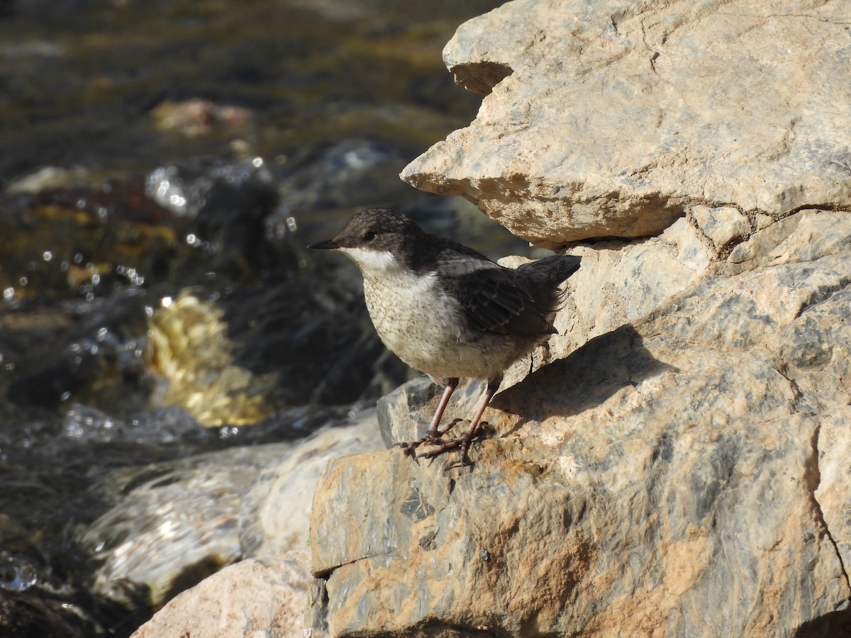 White-throated Dipper - ML640899561
