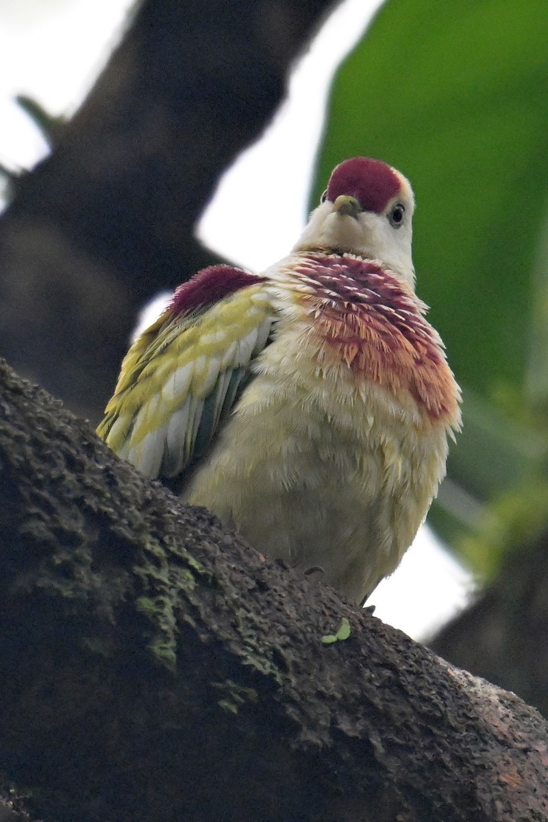 Many-colored Fruit-Dove - ML640899577