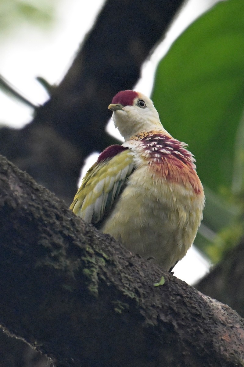 Many-colored Fruit-Dove - ML640899578