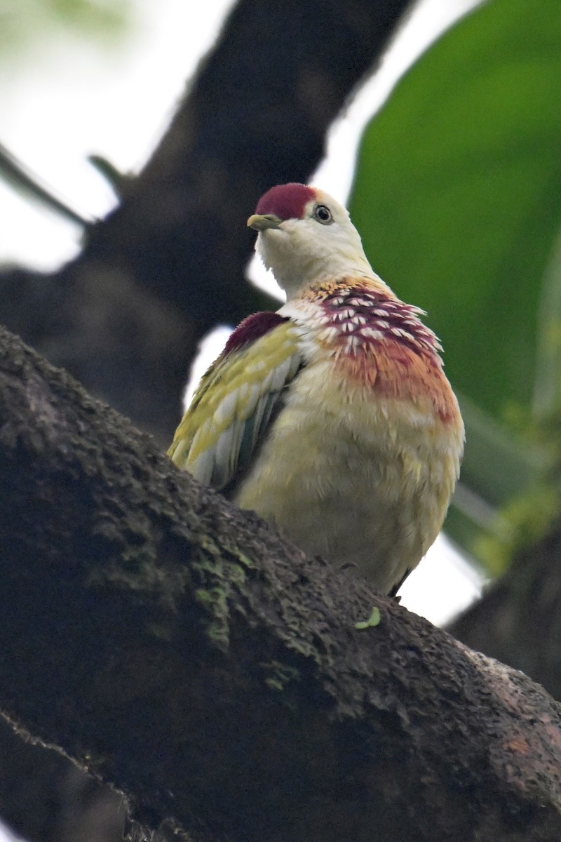 Many-colored Fruit-Dove - ML640899579